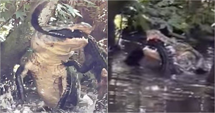 女子在河面上玩SUP時，意外撞見有長度3公尺巨鱷，正在撕咬體型比牠小的同伴。（圖／翻攝自Facebook／Alligators of Florida）