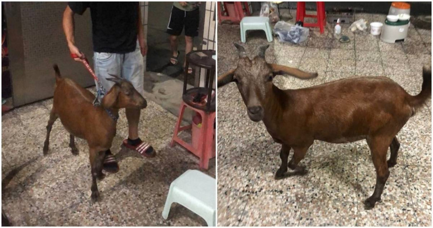 原PO在家烤肉有隻羊來拜訪。（圖／翻攝臉書社團《爆廢公社公開版》）