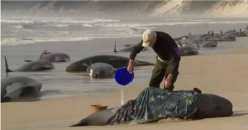 一名救援人員向一隻擱淺的鯨魚倒水。