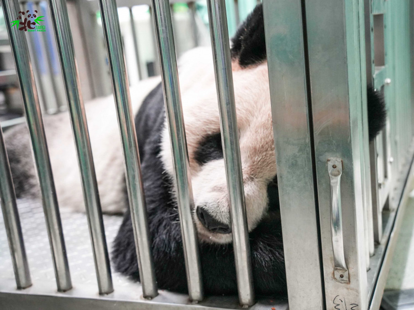 團團看上去精神相當不好，腦部病變恐讓他生命倒數。（圖／北市動物園提供）