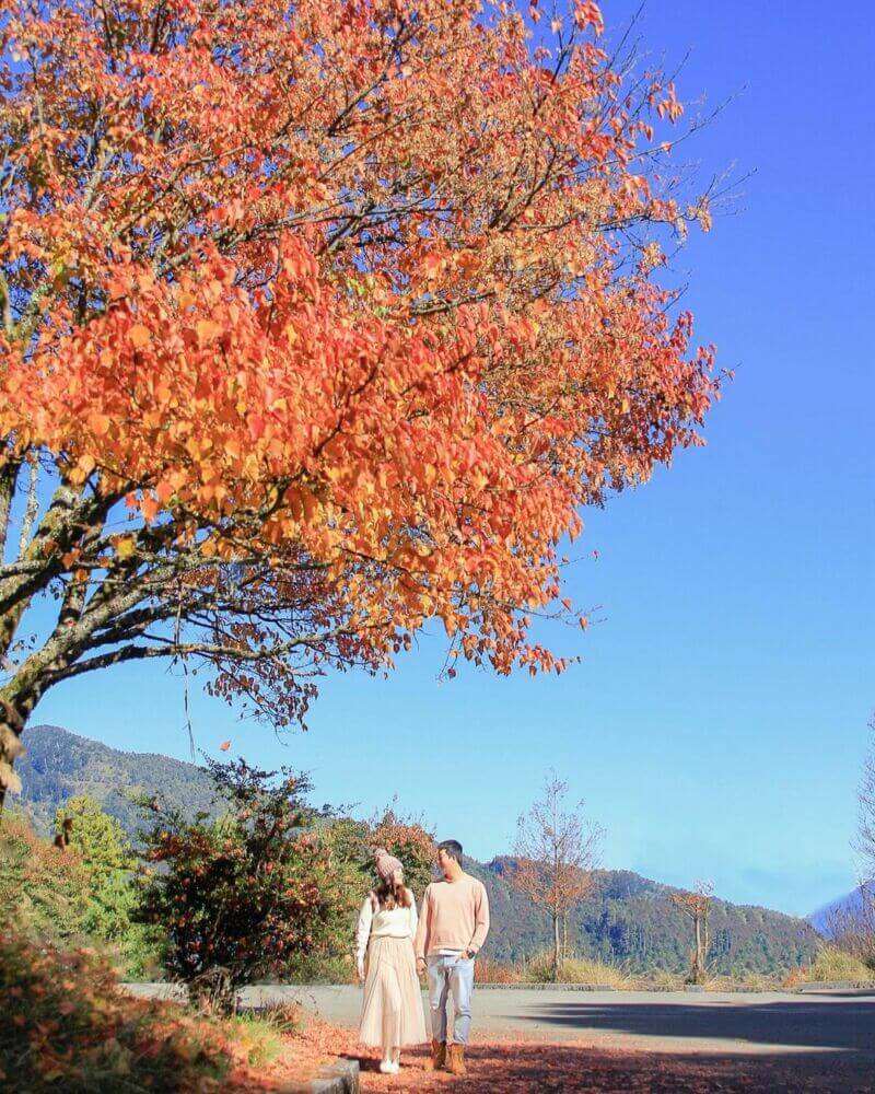 大雪山國家森林遊樂區 賞楓景點