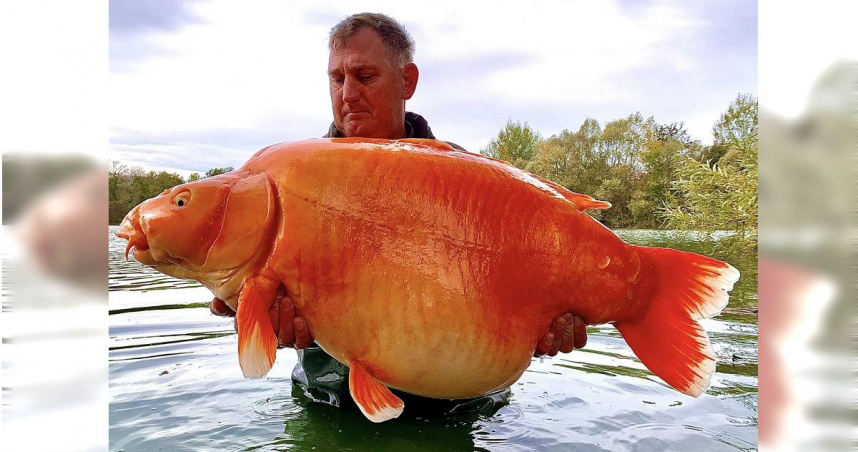 法國藍水湖有遊客釣到一隻重達30公斤的大金魚。（圖／翻攝自Bluewater Lakes臉書）