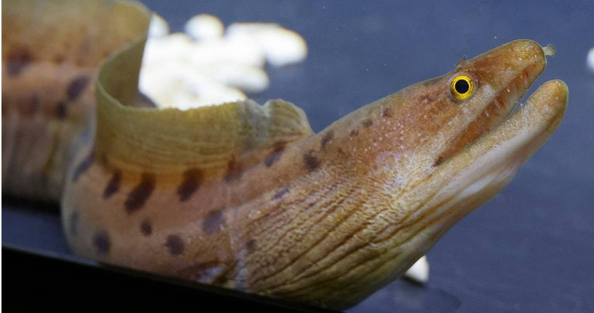 日本首次發現稀有海鰻，命名為「珍珠奶茶海鰻」。（圖／@wormanago，Twitter）