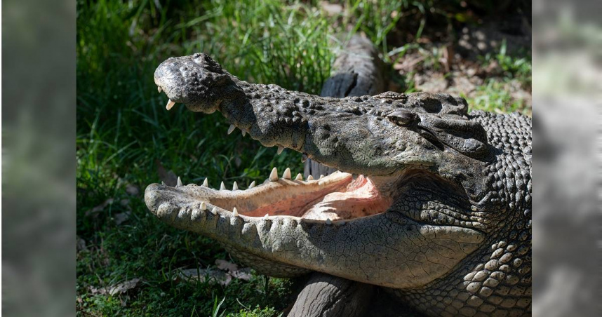 澳洲男子上班途中遇到巨鱷，想合照卻差點被咬。（圖／Unsplash）