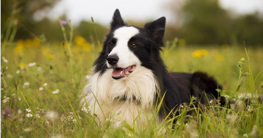 名叫Scruff的邊境牧羊犬喜歡在散步時撿起地上的寶特瓶，當地住戶因此稱牠為「環保狗勾」。（示意圖／pixabay）