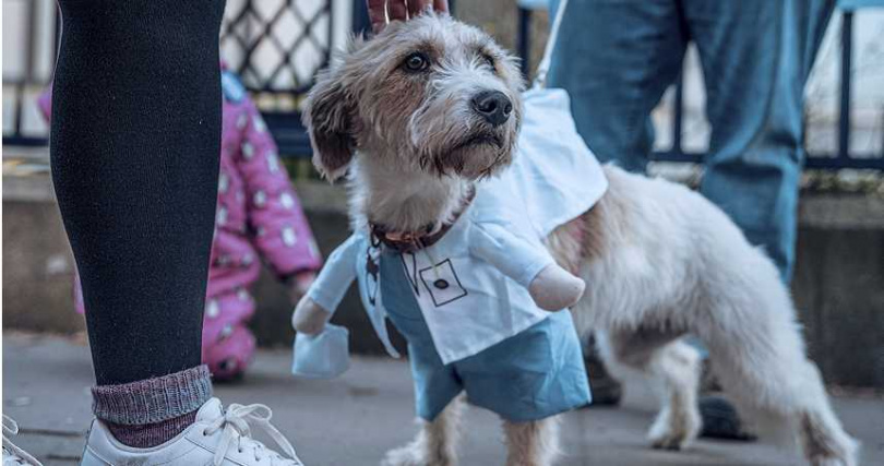 抗議活動上，一隻狗穿著可愛醫療服。