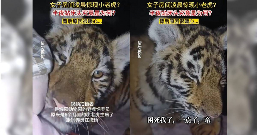 大陸河南一名動物園飼養員日前半夜睡覺時，突然一隻小老虎出現在她的床邊，原來是這隻6個月大的小老虎生病了，想跟飼養員撒嬌，才跑到了床邊。（圖／翻攝齊魯晚報）