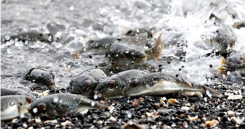 福岡海灘河豚大量死亡。圖為河豚產卵。（示意圖／達志／美聯社）