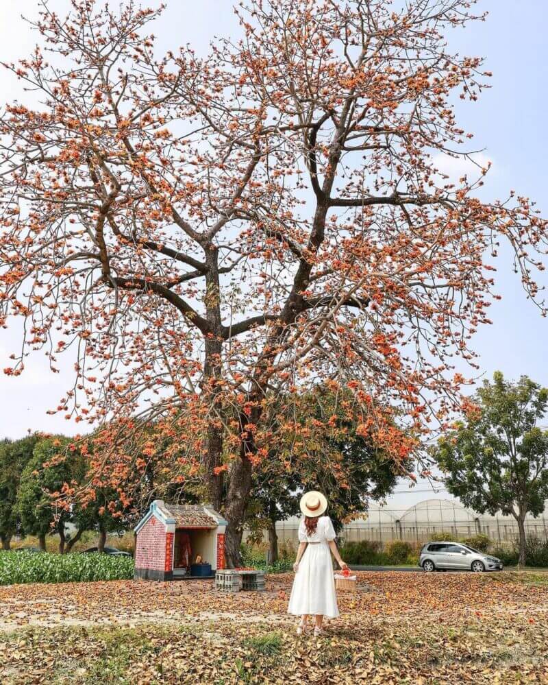 雲林景點
林內教芋部 