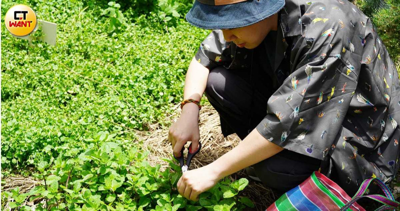 園主會提供採集香草的工具，讓大家剪下喜歡的香草放在茄芷袋裡。（圖／魏妤靜攝）