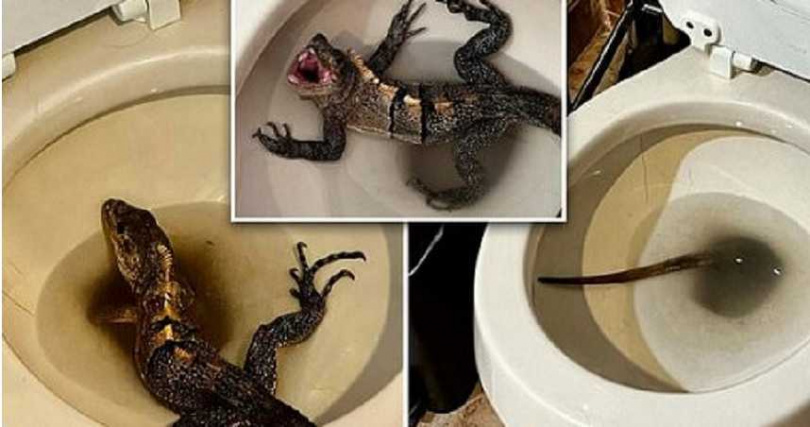 男子在廁所發現鬣蜥。（圖／翻攝推特）