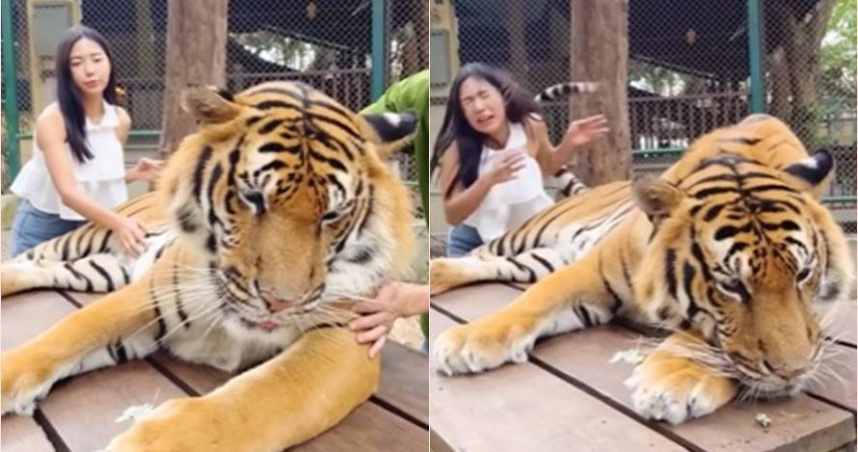 一名正妹到泰國動物園摸老虎，卻白目一直摸老虎的肚子，二度遭老虎尾巴打巴掌。（圖／翻攝自臉書）