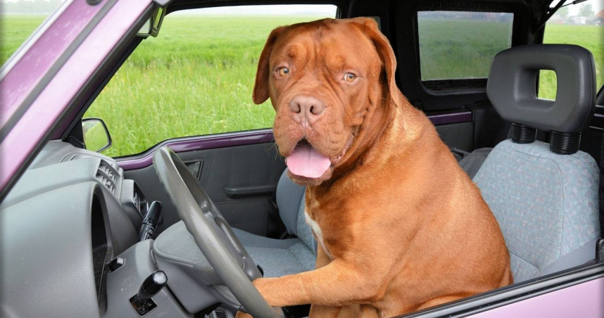 美國科羅拉多州一名男子酒後駕車，沒想到卻遇上了警察臨檢，結果男子竟試圖讓他的寵物狗坐到駕駛座上，辯稱自己沒有開車。（示意圖／pixabay）