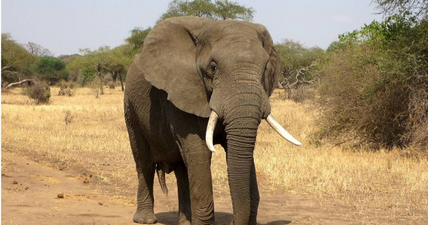 南非某野生動物園一名馴養員被信任的一頭非洲象殺死了。（示意圖／PIXABAY）