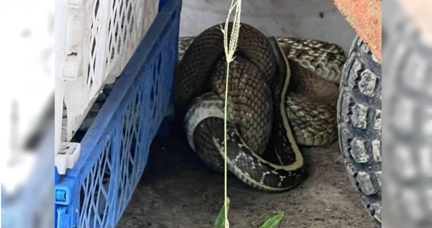 斗六一處民宅外有2隻蛇捲繞在一起。（圖／報系資料照）