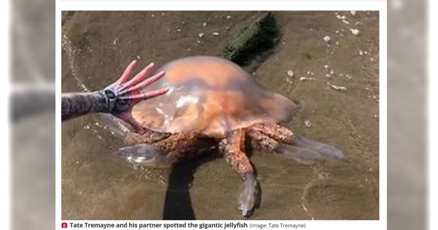 一對夫妻在英國西部海灘散步時發現的巨型水母「桶水母」。（圖／翻攝自每日星報）