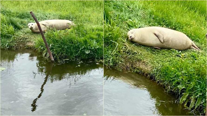 小海豹慵懶躺在河邊草皮上，被發現還抬頭看了一下。（圖／翻攝自Spotted in Ely臉書）