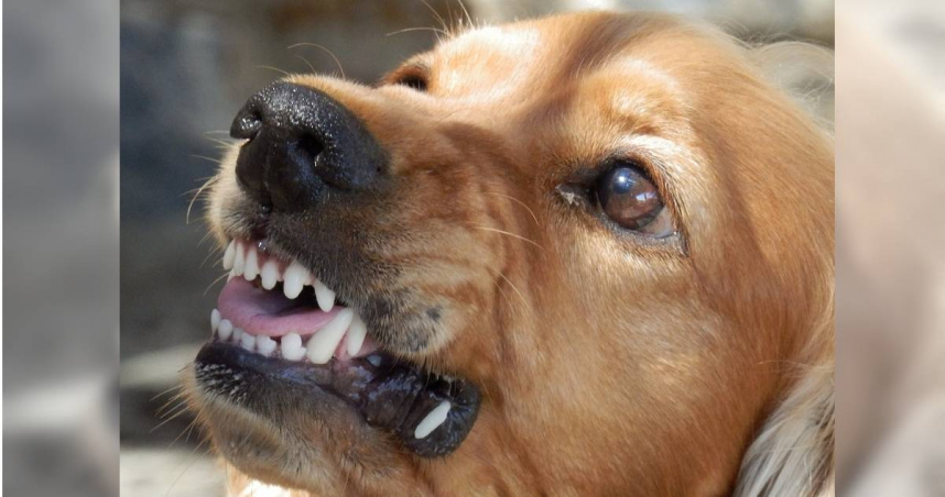 義大利一名3歲女童日前在家中陽台玩耍時，突然遭到家中寵物狗攻擊死咬臉部。祖母見狀立刻上前制止，最終她拿起菜刀，當場將狗砍死。（示意圖／Pixabay）