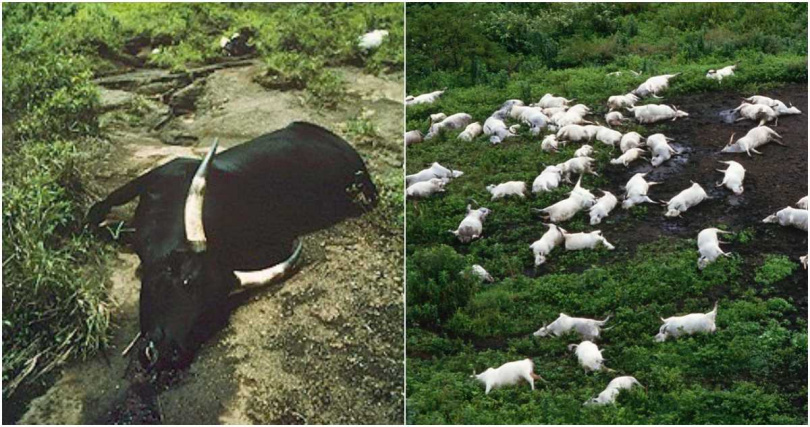 村莊飼養的牛、羊、狗等牲畜倒地暴斃。（圖／翻攝自維基百科、推特）