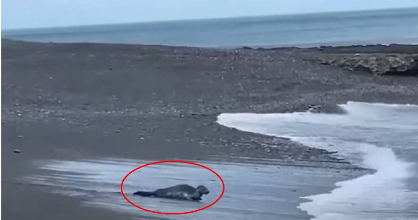 屏東縣旭海海灘連續三天被民眾目擊有海豹出沒。（圖／翻攝自YouTube chinatimes即時新聞）