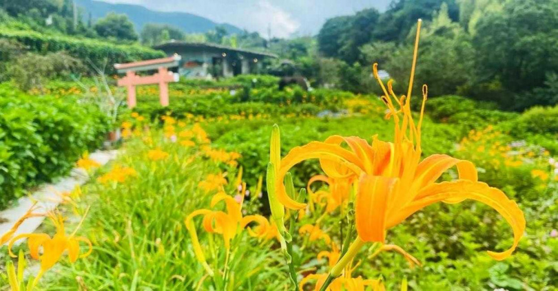 「陽明山金針花季」免自駕一日遊，四人同行一人免費。（圖／KKday提供）