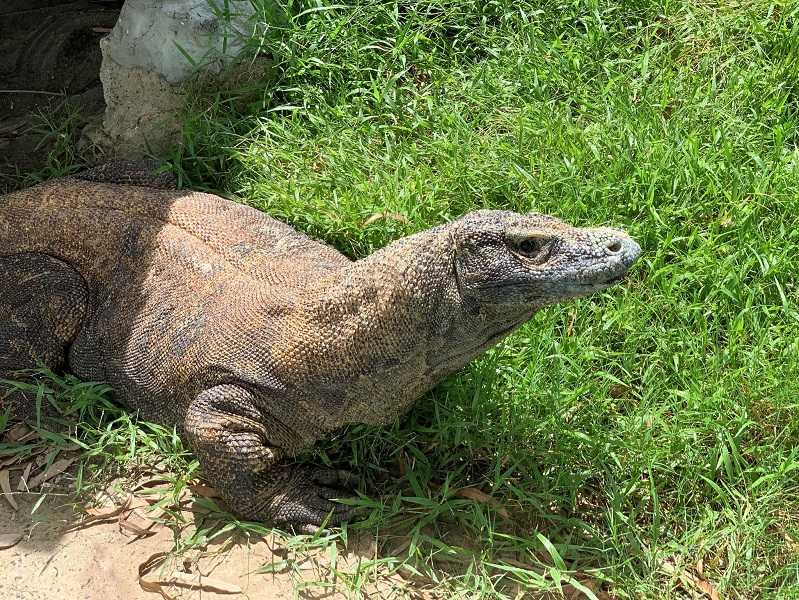 科摩多巨蜥「喵喵」高齡過世。（圖／翻攝自頑皮世界野生動物園臉書）