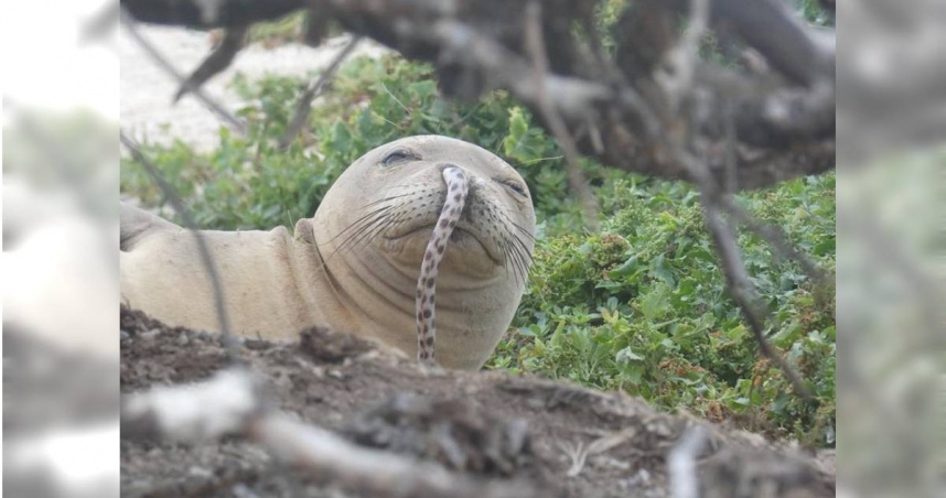 （圖／翻攝自臉書／Hawaiian Monk Seal Research Program）