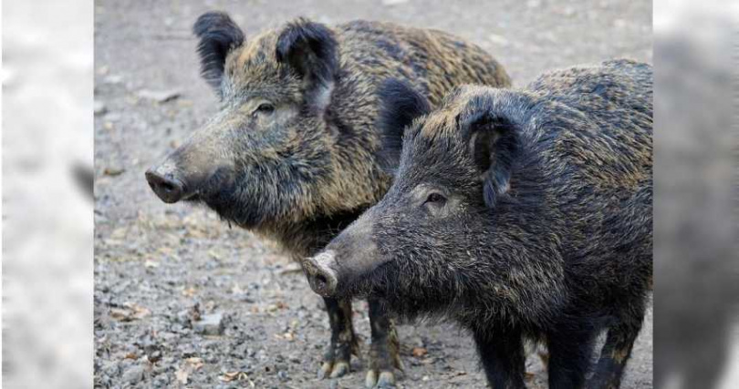 野豬因含有毒性，也漸漸沒有天敵在當地數量越來越多。（示意圖／翻攝自pixabay）