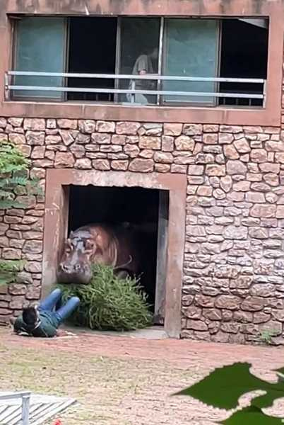 動物園澄清河馬沒有咬人。（圖／翻攝自微博）