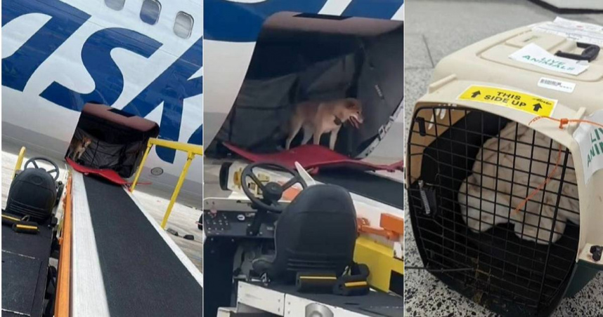 國外一隻柴犬搭機期間咬壞鎖頭、鐵籠和綁帶，在機艙內自由活動，直到抵達目的地才被機場人員發現。（圖／翻攝自TikTok／＠johnkrajewski）