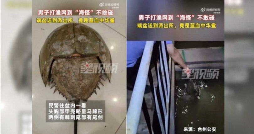 當地動物保護部門的協助之下，中華鱟被放生。（圖／翻攝自微博／星視頻、新浪新聞）