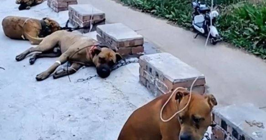 大陸社群媒體近日流傳一段影片，廣西玉林市有6條狗排成一排，趴在地上打點滴。（圖／翻攝自微博）