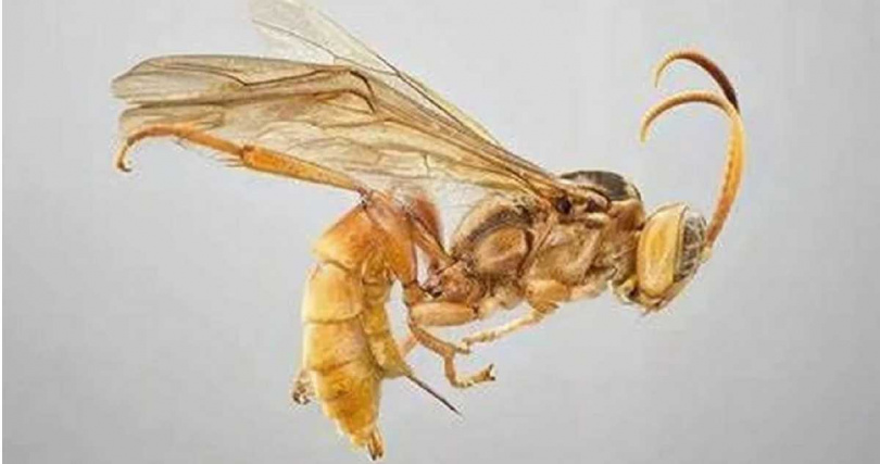 該黃蜂具有獨特的產卵器官。（圖／翻攝自推特）