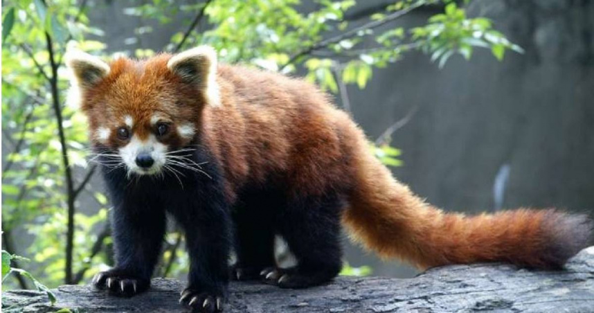 台北市立動物園從日本引進小熊貓來台的計畫，預計在年底會有新進度。（圖／擷取自台北市立動物園官網）