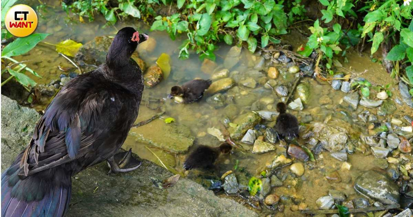 健行途中偶遇鴨群，在玩水的鴨寶寶們相當可愛。（圖／魏妤靜攝）