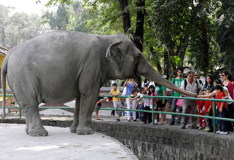 馬尼拉動物園明星母象「馬麗」，生前獨居超過30年。（圖／達志／美聯社）