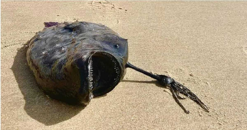 美國加州橘郡水晶灣近日發現「黑色怪魚」。（圖／California State Parks - Orange Coast District臉書） 