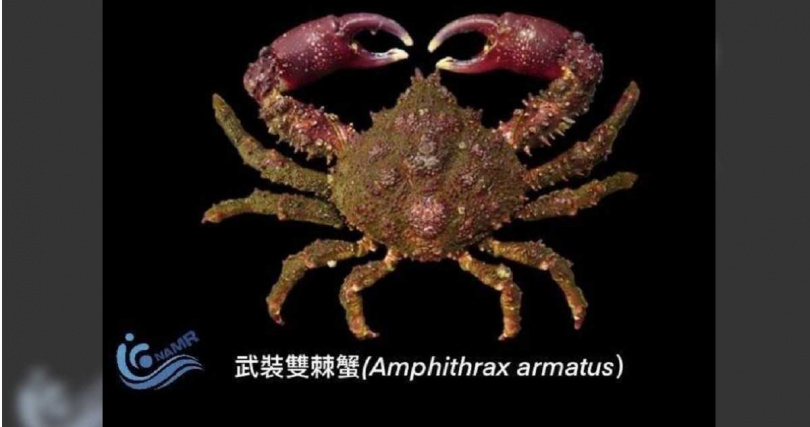 高雄西子灣海域武裝雙棘蟹愈來愈多，日捕千隻。（圖／國家海洋研究院提供）