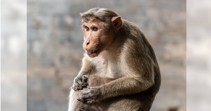 印度卡納塔克邦達萬蓋雷區阿拉克雷（Arakere）一名66歲男子古蒂亞帕（Gutyappa Bin Rangappa）13日在家中上廁所時，突然遭到一隻猴子攻擊。（示意圖／Pixabay）