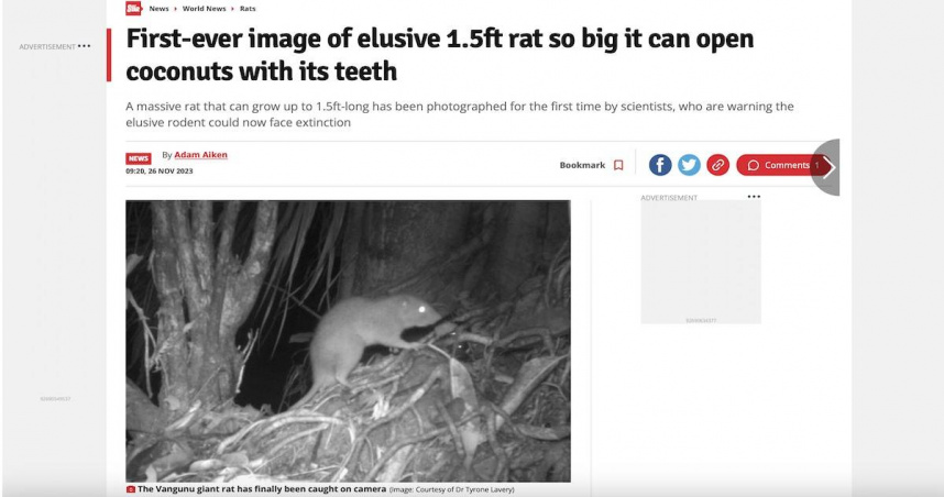 「傳說巨鼠」旺烏努巨鼠身影近日被攝影機捕捉到，此一發現讓研究人員們為之振奮。（圖／擷取自《每日星報》）