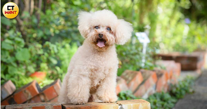 黑糖會偷吃貓飼料竟然還吃到發胖了。（圖／侯世駿攝）