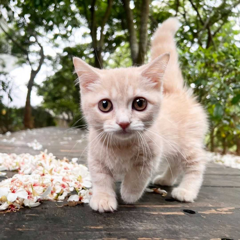 為了照料幼貓，Wendy初期天天水煮雞胸肉給鼻毛。（圖／翻攝自Wendy IG）