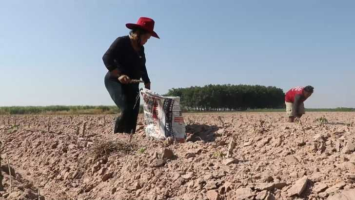 潔歐在農場工作，1天賺300泰銖。（圖／翻攝自Sanook）