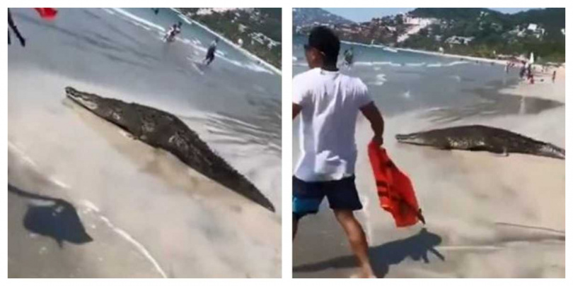 拜恩斯死後一天，有遊客在附近其他海灘目擊一頭巨鱷現蹤。（圖／翻攝自推特）