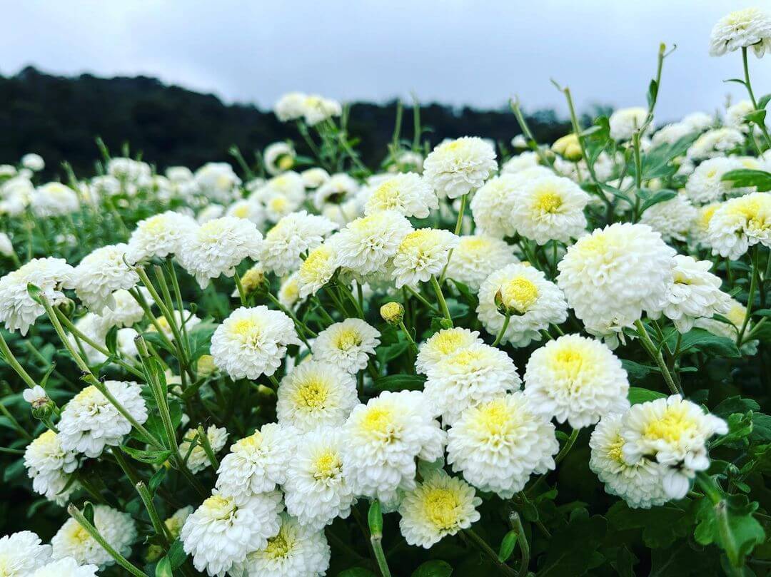 苗栗一日遊｜除了賞杭菊，還能喝杭菊咖啡！杭菊花季的苗栗銅鑼一日遊提案