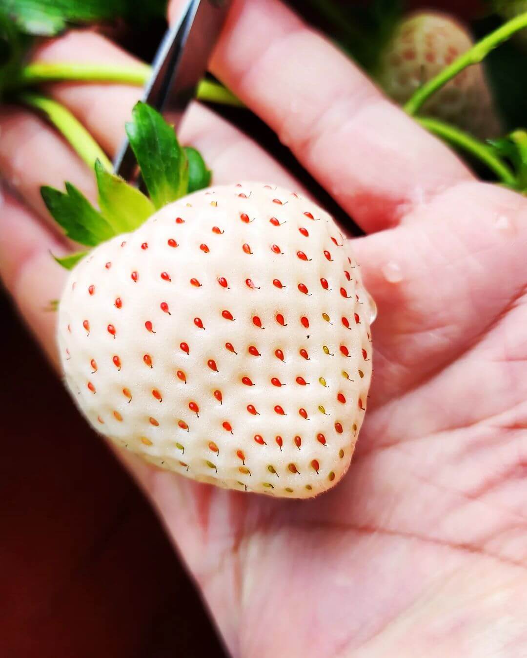 苗栗大湖草莓園推薦｜大湖紅香草莓園