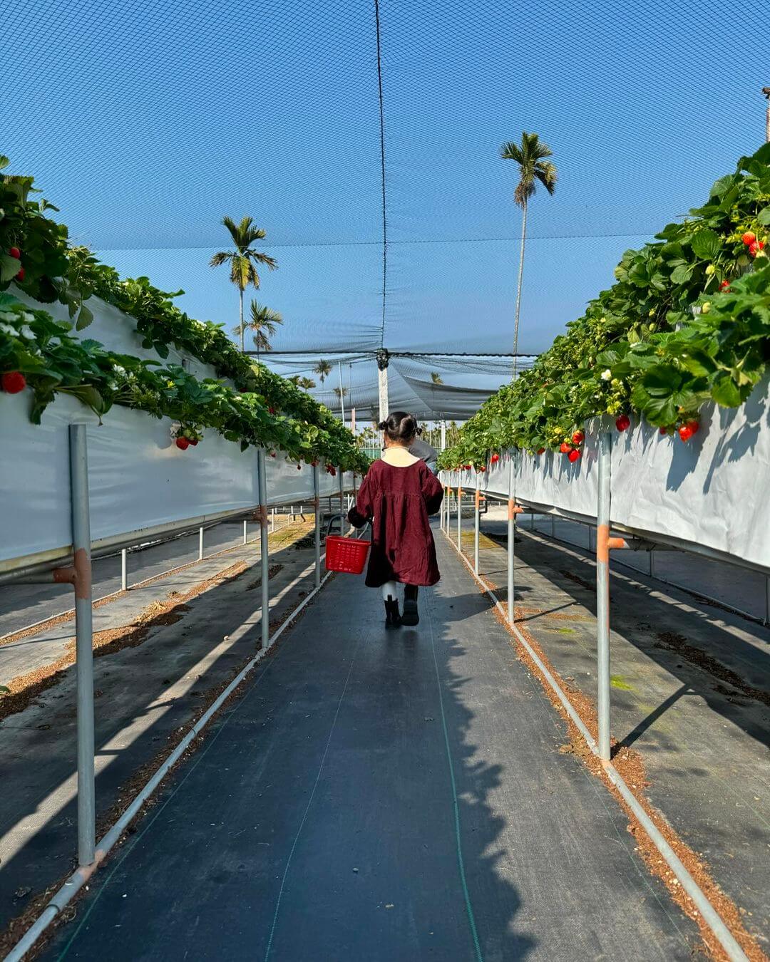 苗栗大湖草莓園推薦｜灣潭玫瑰草莓園